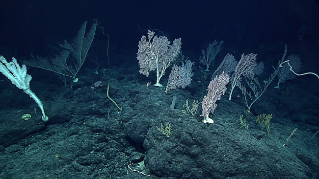 Another amazing undersea garden of Coralliidae corals, other corals, and sponges