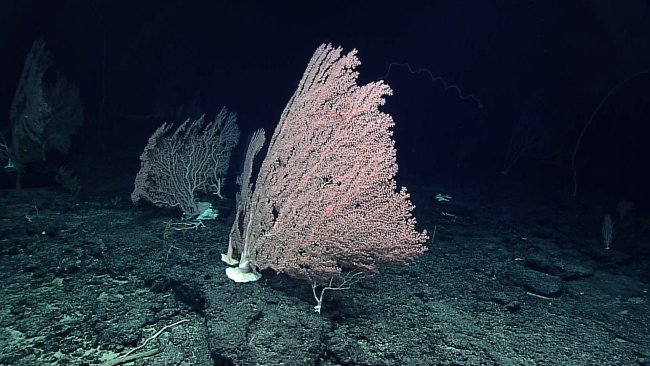 Large pink corallium coral