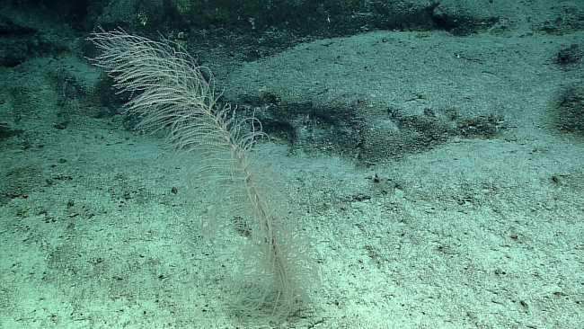 A weird looking chrysogorgid coral