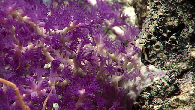 Purple octocoral - unidentified