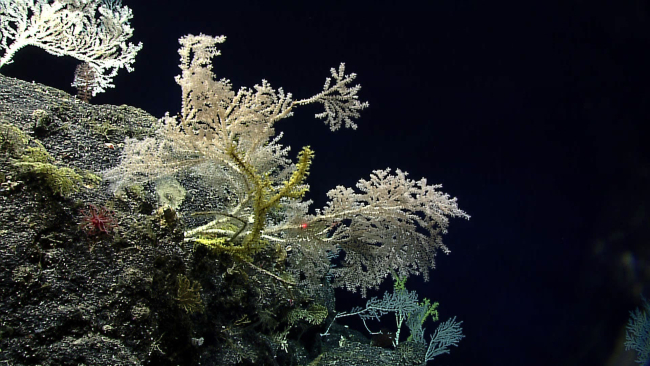 A scene dominated by various corals and zoanthids