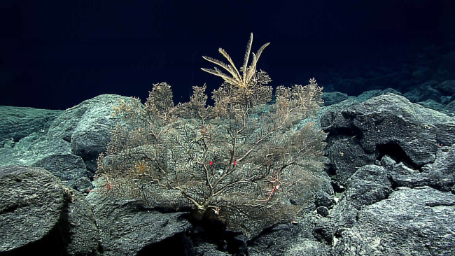 A hydroid bush - possibly family Solanderiidae - with a large and smallercrinoid, three squat lobsters, and a pagurid crab in a gastropod shell