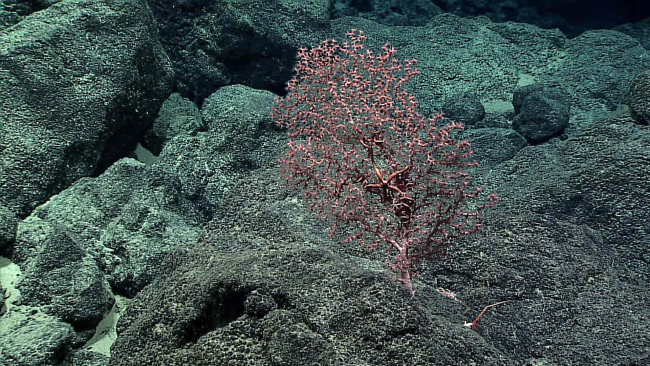 Basket star - Asterochematidae in a corallium coral