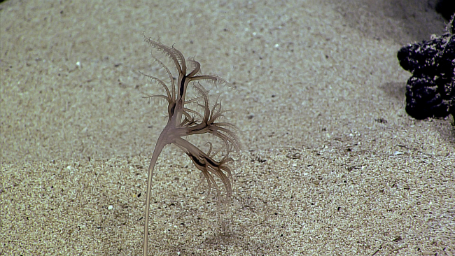Octocoral - family Umbellulidae, Umbellula sp