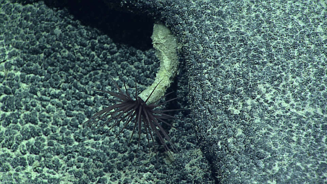 Cerianthid anemone attached to rock - a fairly unique situation as most burrowinto sediment