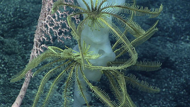 Yellow feather star crinoids on sponge next to coral bush - family Coralliidae