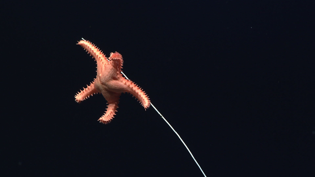 Sea star - family Goniasteridae, Circeaster arandae - eating its way up a coralstalk