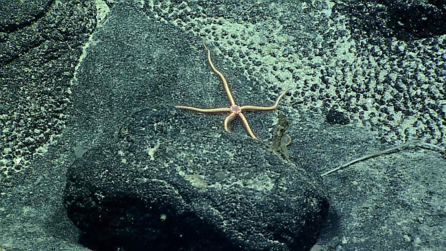 Ophiuroid brittle star