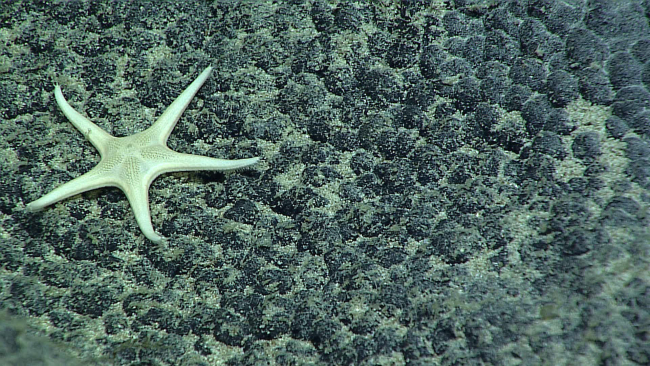 Sea star - family Goniasteridae