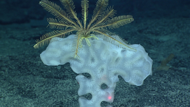 A yellow comatulid feather star crinoid on a sponge