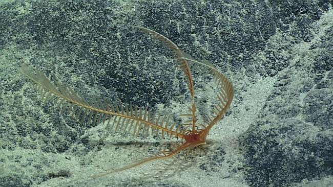 A feather star crinoid - family Pentametrocrinidae