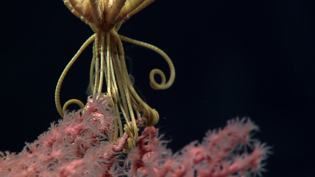 A yellow comatulid feather star crinoid