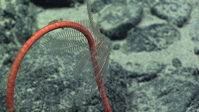A feather star crinoid - family Antedonidae - on what appears to be a sea lilycrinoid stalk
