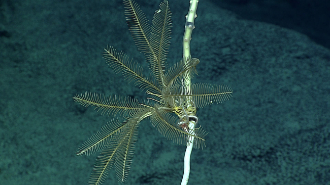 A yellow feather star crinoid - family Thalassometridae - attached to a bamboocoral