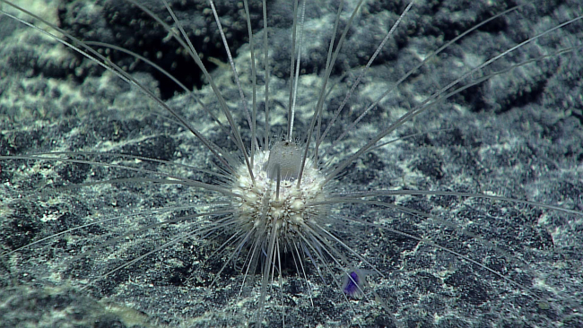A white sea urchin - family Aspidodiadematidae