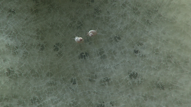Two small gastropods on a glass sponge