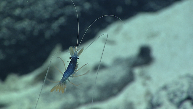 A swimming blue and yellow shrimp similar to the shrimp in image expn8268