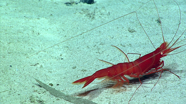 A large red shrimp - on a white sand bottom