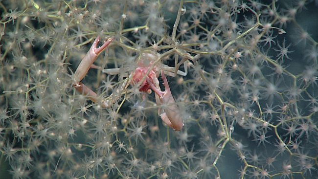A squat lobster - family Chirostylidae, Uroptychus sp