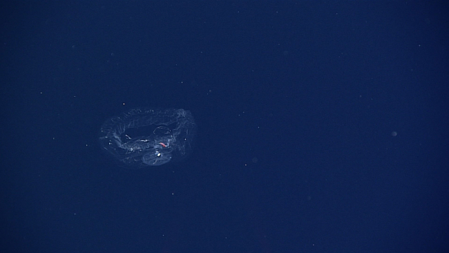 Unknown creature of the deep - ctenophore? jellyfish?