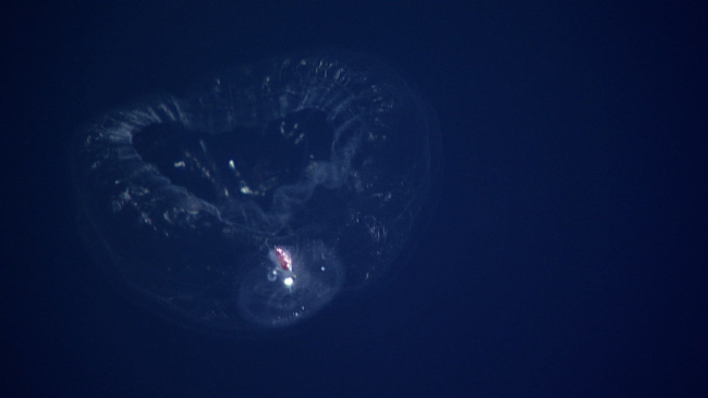 Unknown creature of the deep - ctenophore? jellyfish?