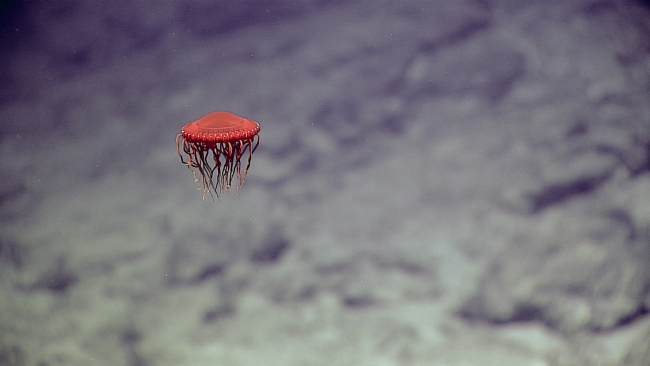 A red jellyfish that looks somewhat like a flying saucer from above