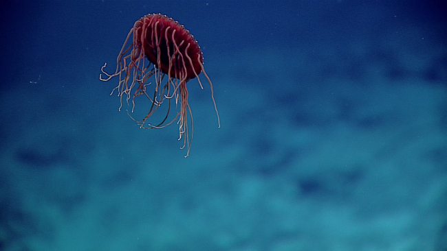 A red jellyfish