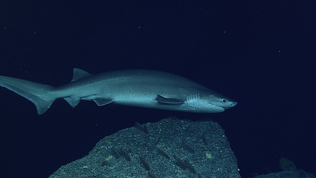 A bluntnose sixgill shark - Hexanchus griseus