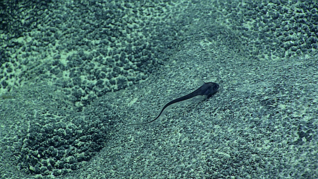 A rattail  fish - family Macrouridae