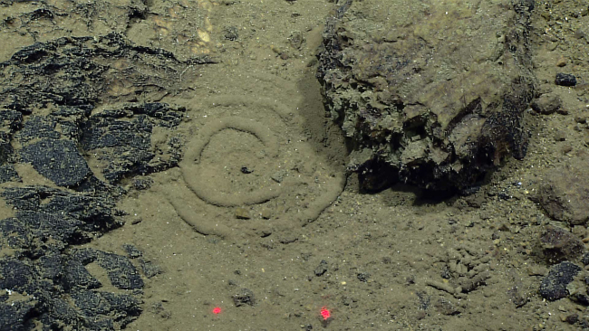 Holothurian waste material - another example of how biota disturbs thesedimentary record on the sea floor