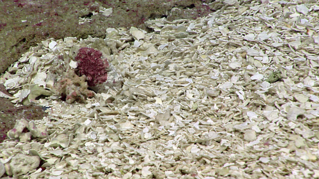 Shellly fragments intermingled with rhodoliths and carbonate rock fragments