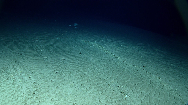 A highly rippled sediment bottom at 58900 meters