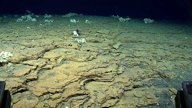 Supply Reef covered with a very fine-grained volcanic ash forming plates