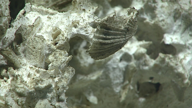 Fossil scallop shell in carbonate appearing rock at almost 5000 meters depth