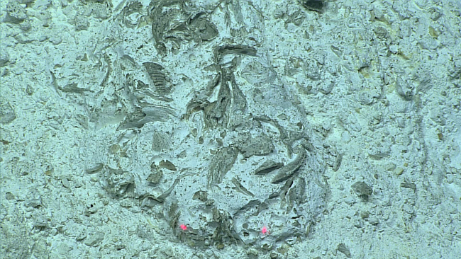 An aggregation of bivalve fossils