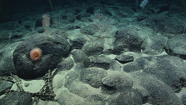 A pleasant undersea scene of rounded pillow lavas covered with botryoidalmanganese, a number of different species of coral, and at least threedifferent types of sponges