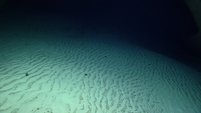 Remarkable rippling on white sand seafloor at 520 meters