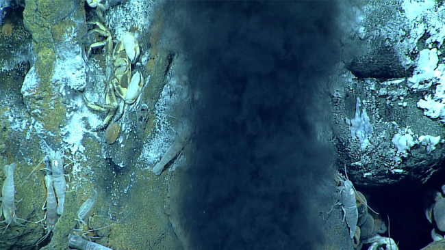 A brachyuran crab on its back (dead? fried by the hydrothermal fluids?),Chorocaris sp