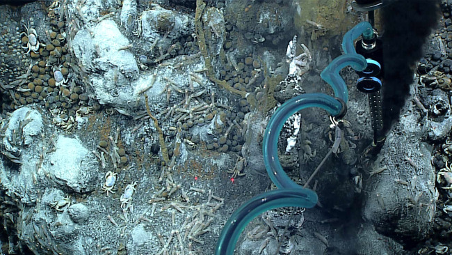An assemblage of Chorocaris shrimp, brachyuran crabs, Alvinoconchahessleri gastropods, and limpets at at active vent site
