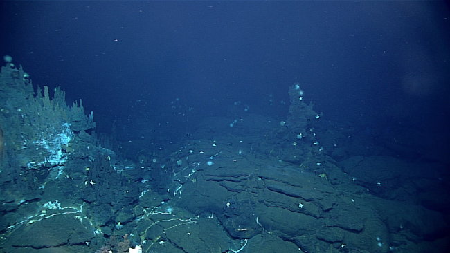 Squat lobsters and anemones in area surrounding vent field