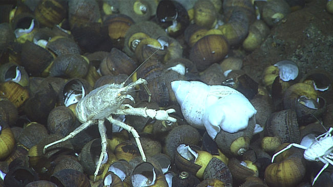 A squat lobster next to a Phymorynchus sp