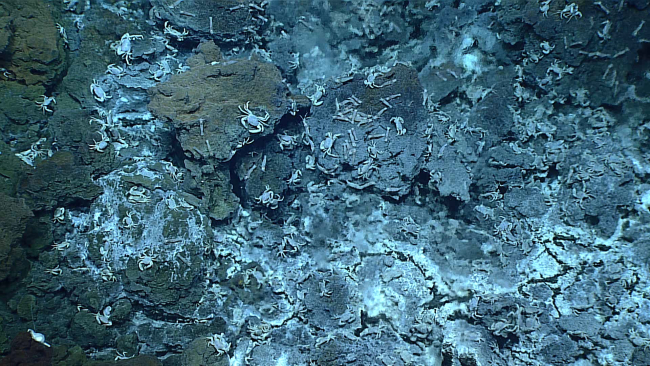 White brachyuran crabs and Chorocarid shrimp in an area of warm venting