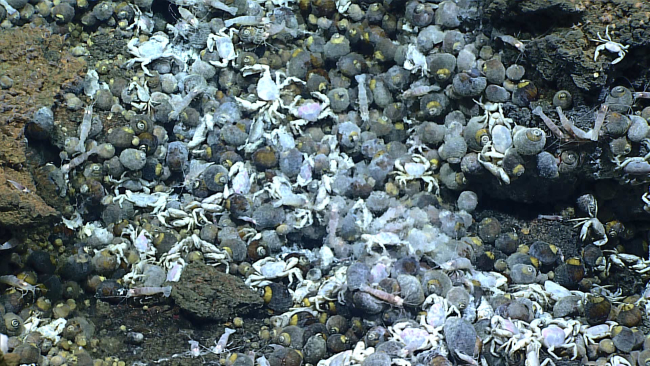 Vent crabs, shrimp, and snails  enjoying life in the shimmering waters ofa deep sea hydrothermal spring