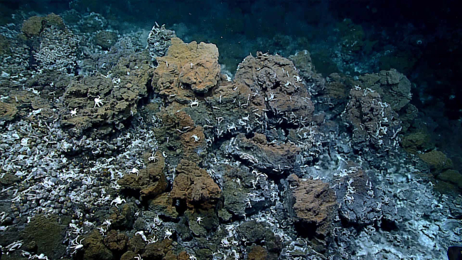 Vent crabs, shrimp, and hydrothermally altered rocks in the vicinity ofhydrothermal vents