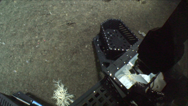 Deep Discoverer manipulator arm placing a small basket star in the sample bucket