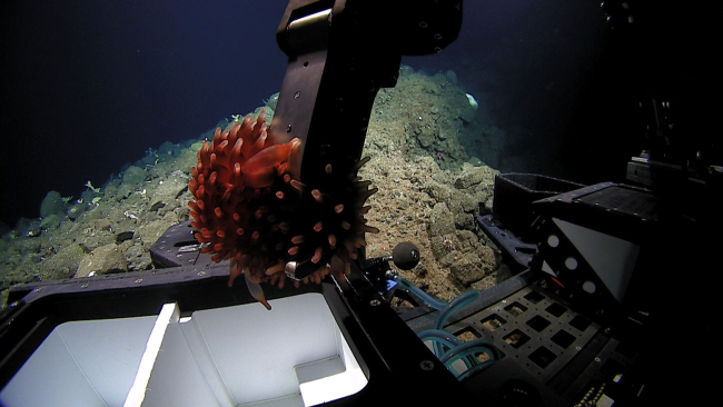 Deep Discoverer manipulator arm placing a pom pom sea anemone -family Liponematidae - in the sample basket