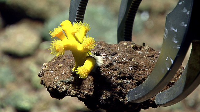Deep Discoverer manipulator arm sampling a rock with yellow scleractiniancorals
