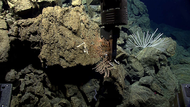 Deep Discoverer sampling what appears to be a bamboo octocoral