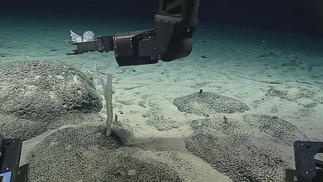 Deep Discoverer manipulator arm sampling a sponge