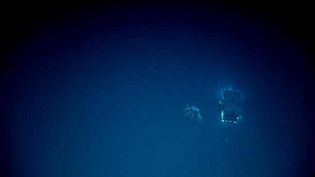 Deep Discoverer sharing the water column with a jellyfish as seen from Serios